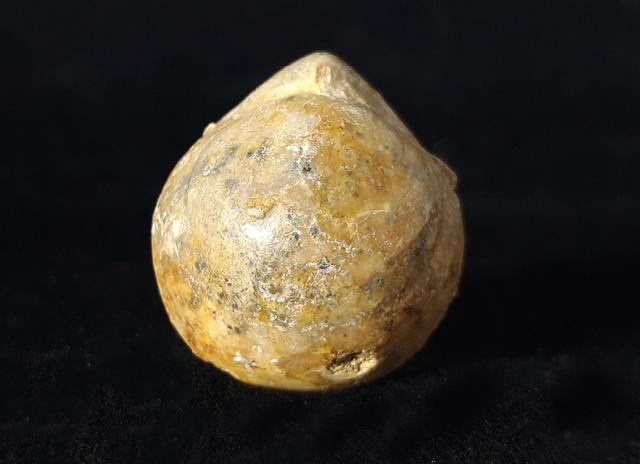 Sphaeroidothyris globisphaeroidalis (BUCKMAN 1914) - Bild © FossNet FossilienStore